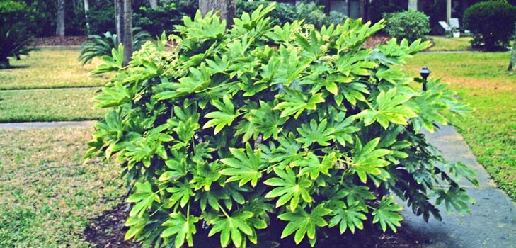 evde fatsia'ya bakım