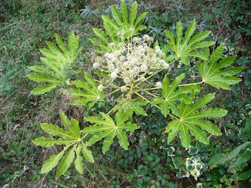 konforlu sıcaklık koşullarında fatsia