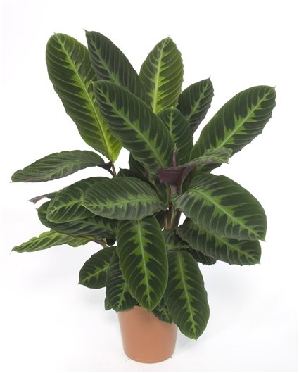ficuslu küvet