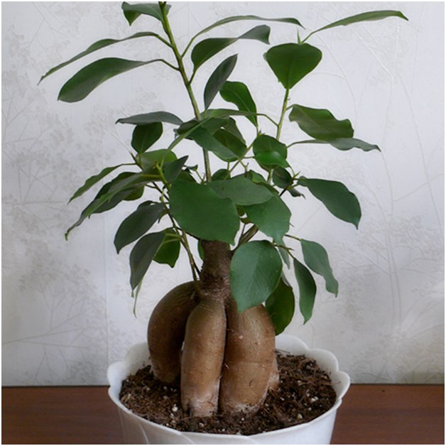 Nakliye öncesi Ficus