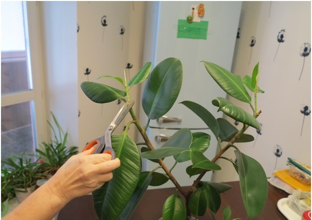 ficus kesme
