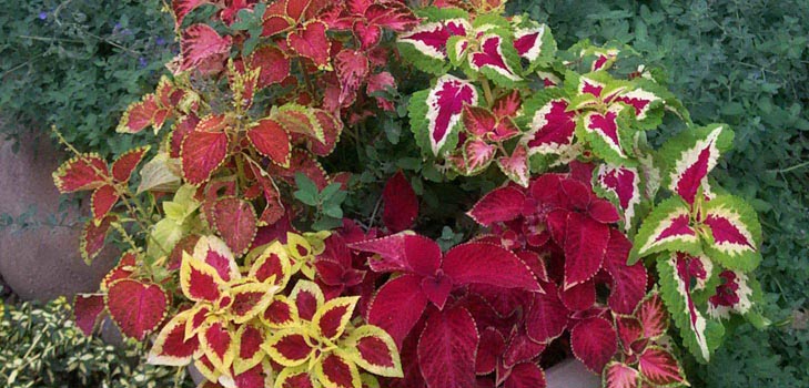 Fittonia: bakım
