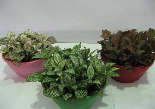 Fittonia: bakım