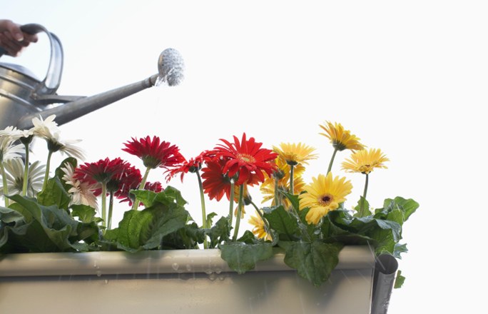 Tencerede gerbera