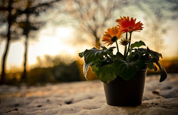 Tencerede gerbera