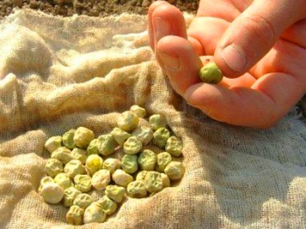 Bezelyum: açık arazide dikim ve bakım
