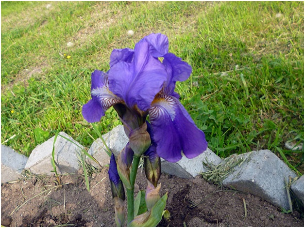 iris çiçek yatağında