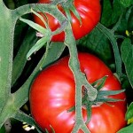 Patates domatesleri nasıl yapılır, video