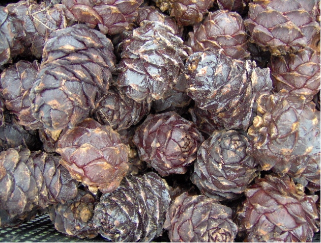 ormandaki koniler