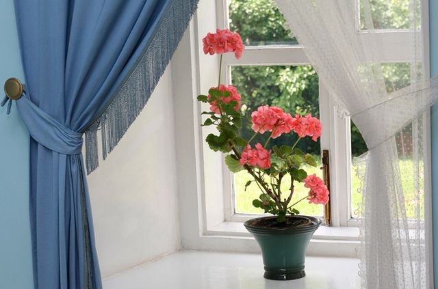 Sardunyalar için bakım