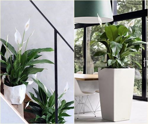 Spathiphyllum'un hastalıkları ve tedavisi