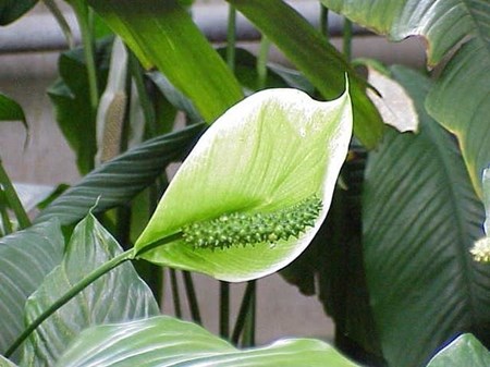 Evde spathiphyllum bakımı Evde spathiphyllum bakımı