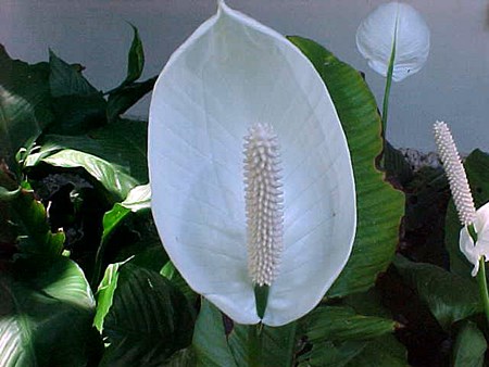 Transplantasyon spazifilum