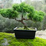Bir bonsai büyütmek için nasıl Bir bonsai büyütmek için nasıl