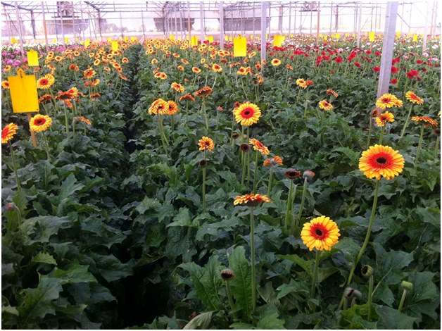 gerbera plantasyonu