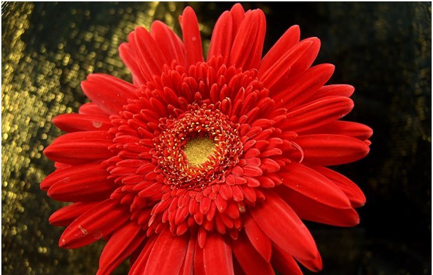 Bahçenizde sağlıklı bir gerbera nasıl yetişirsiniz?