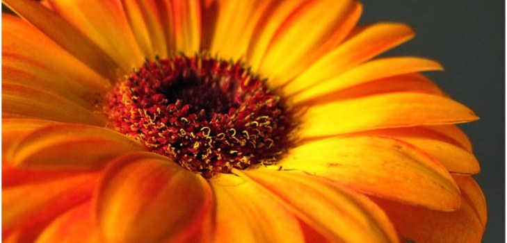 güzel gerbera