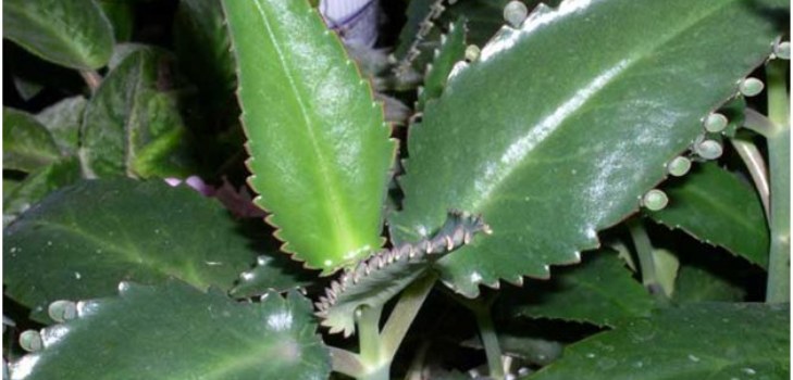 Kalanchoe bitkisi