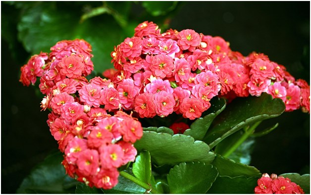 Kalanchoe çiçeği