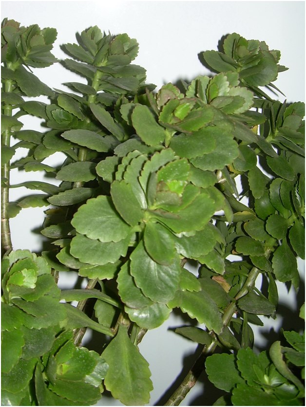 Kalanchoe'nin kesimleri