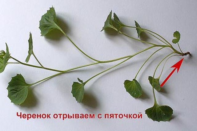 Kampanula bakmak
