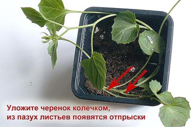 Kampanula bakmak
