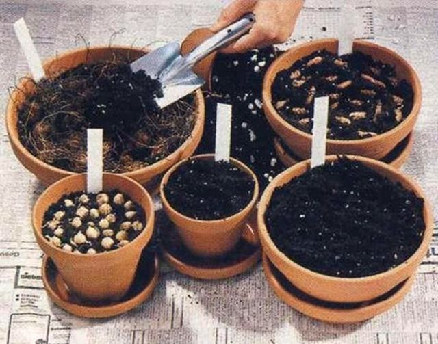 Hemşirelik bakımı
