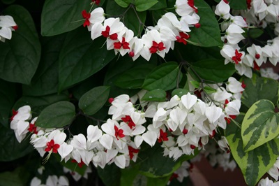 Clerodendrum bakımı