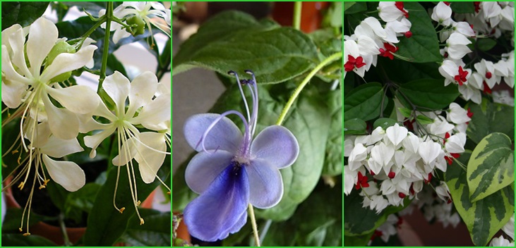 Clerodendrum bakımı