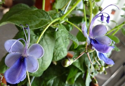 Clerodendrum bakımı