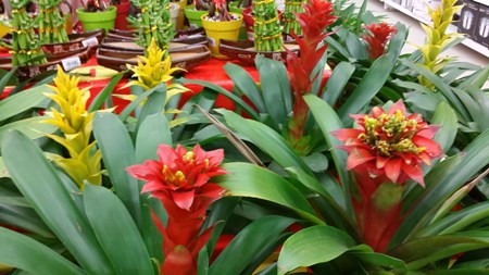 Evde guzmania'ya nasıl bakılır Evde guzmania'ya nasıl bakılır