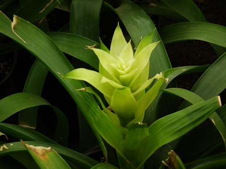 Guzmania: yetiştirme mevsimi için bakım nasıl yapılır Guzmania: yetiştirme mevsimi için bakım nasıl yapılır