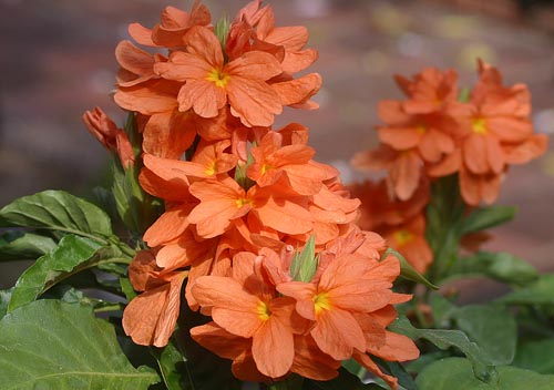 Crossandra: Türler