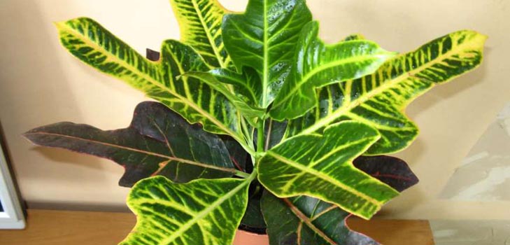 Croton: evde bakım