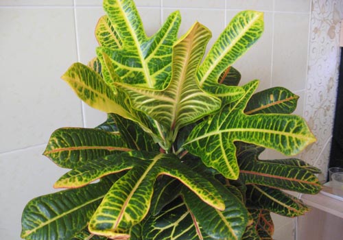 Croton: evde bakım