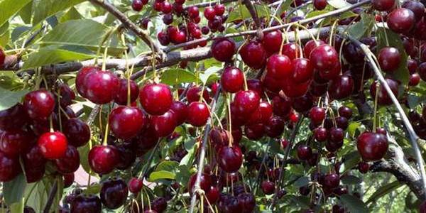 Kirazın en güzel çeşidi - fotoğraf ile açıklama