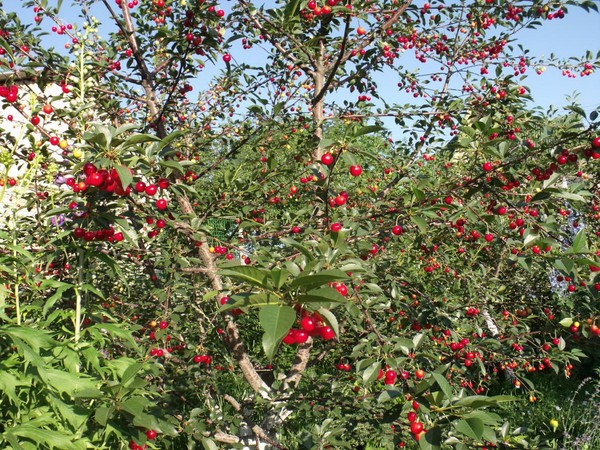 Kirazın en güzel çeşidi - fotoğraf ile açıklama
