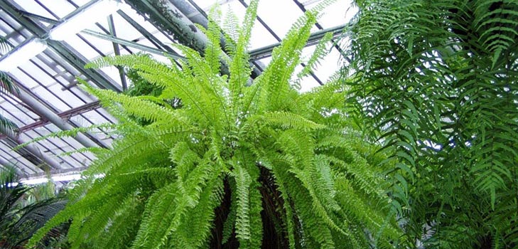 Nephrolepis - büyüleyici ev eğreltiotu