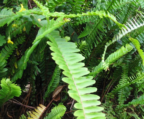 Nephrolepis: evde bakım