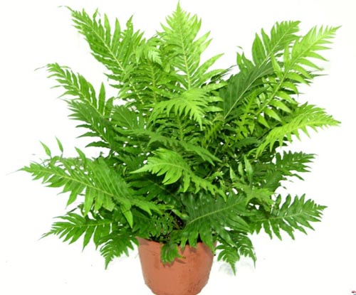 Nephrolepis. üreme