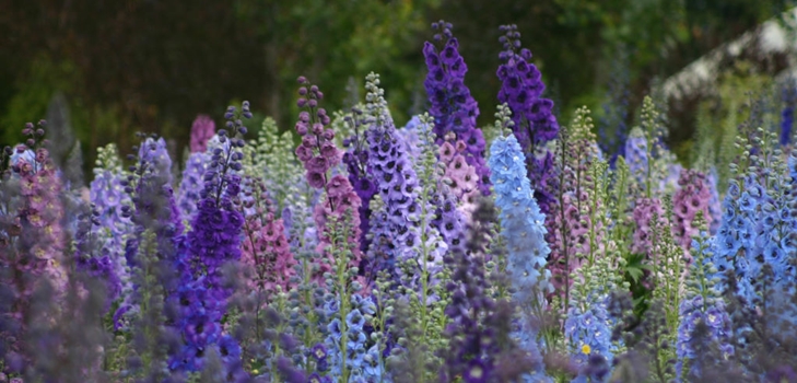 Yeni Zelanda delphiniums