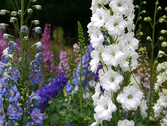 Yeni Zelanda delphiniums