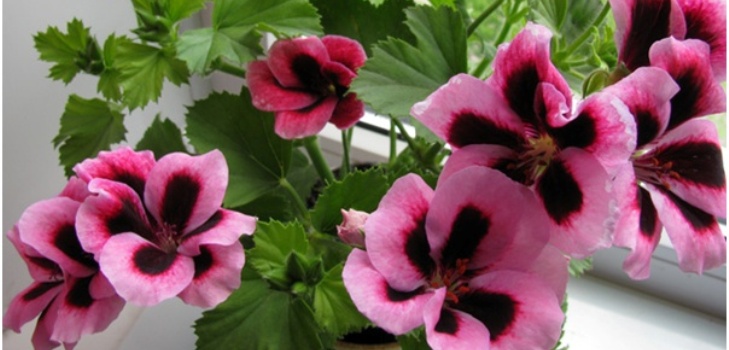 Pelargonium çiçek