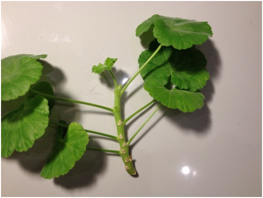 Pelargonyum sapı