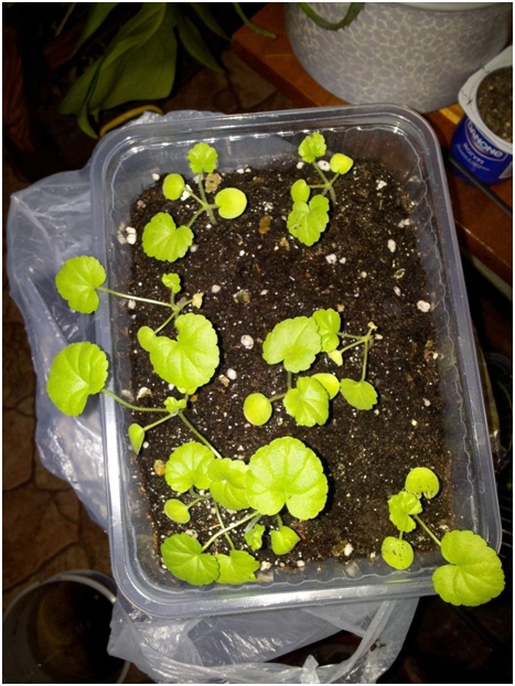 Pelargonyum hakkında genel bilgi. Üreme ve bakım önerileri