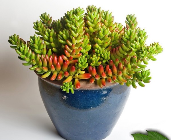 Temizleme, sedum, tavşan otu! Çiçek tarhındaki ve pervazın üzerindeki sulu meyveleri yetiştirme