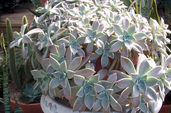 Temizleme, sedum, tavşan otu! Çiçek tarhındaki ve pervazın üzerindeki sulu meyveleri yetiştirme