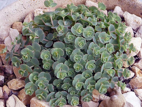 Temizleme, sedum, tavşan otu! Çiçek tarhındaki ve pervazın üzerindeki sulu meyveleri yetiştirme