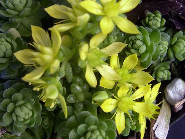 Temizleme, sedum, tavşan otu! Çiçek tarhındaki ve pervazın üzerindeki sulu meyveleri yetiştirme