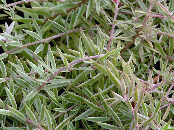 Temizleme, sedum, tavşan otu! Çiçek tarhındaki ve pervazın üzerindeki sulu meyveleri yetiştirme
